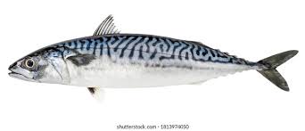 Mackerel