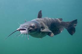 Catfish fish
